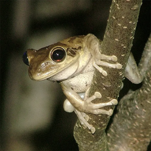 Florida Tree Frog, Cuban Tree Frog, Barking Tree Frog | Healthy Critters Radio