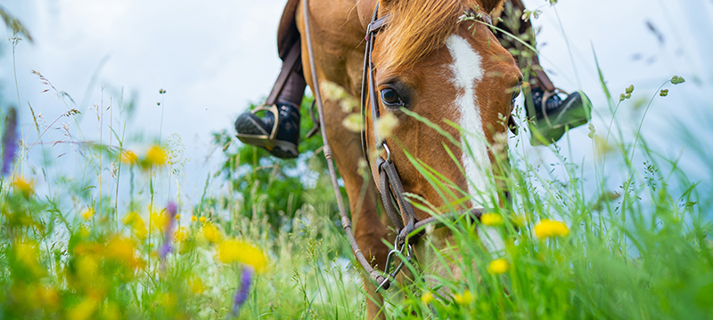 Healthy Critters Radio #175: Iron and Horses, Leg Bandages, Florida Tree Frogs, Quirky Pets