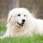 Great Pyrenees Dog