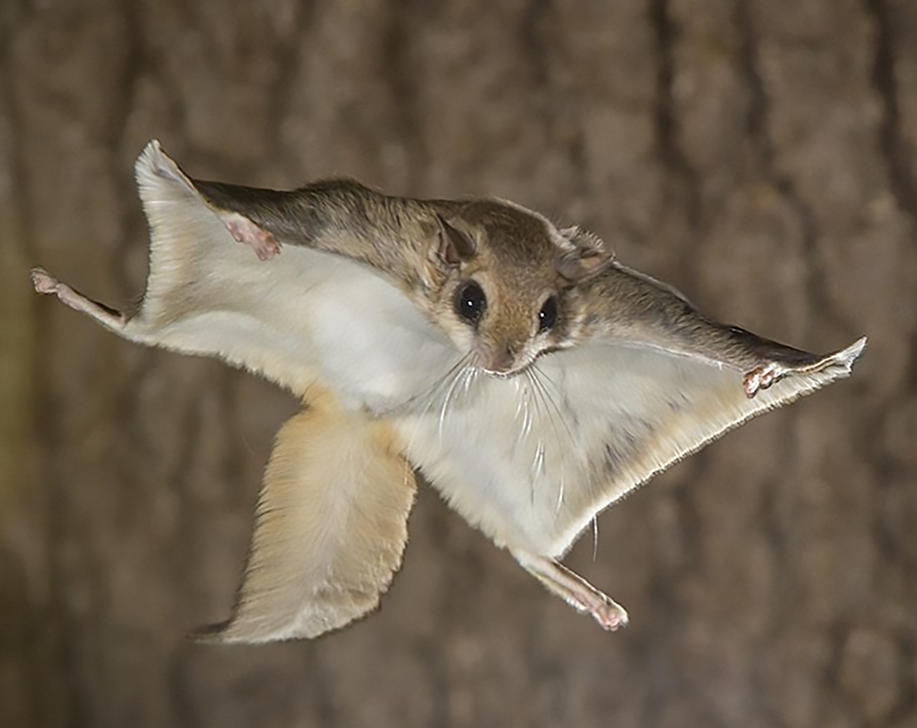 Neuromuscular Support, the Triple Crown, and Flying Squirrels! | Healthy Critters Radio