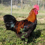 Black Copper Marans chicken | Healthy Critters Radio