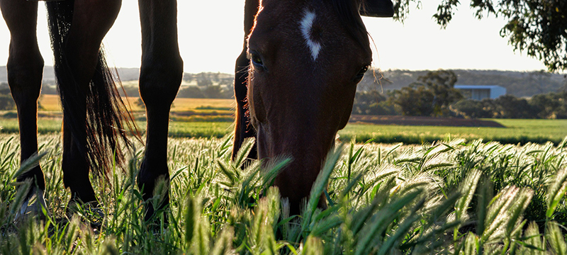 Horse grazing forage | Healthy Critters Radio