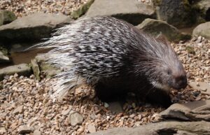 Porcupine