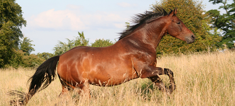 Allergy testing for horses | Healthy Critters Radio