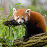 Red Pandas | Healthy Critters Radio