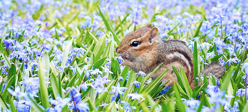 LActobacillus rhamnosus and chipmunks on Healthy Critters Radio Episode 184