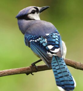 blue jays | Healthy Critters Radio 185