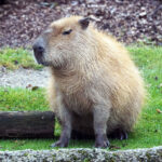 Capybara | Healthy Critters Radio