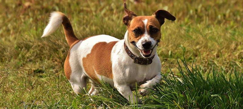 Healthy Critters #191: Thanksgiving Treats for Your Dog, Keeping Horses Warm in Winter, Jack Russell Terrier