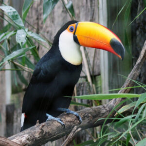 Christmas with Animals, plus Toucans on Healthy Critters Radio | BioStar US