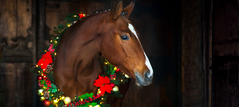 Healthy Critters Radio episode 192 Christmas horse