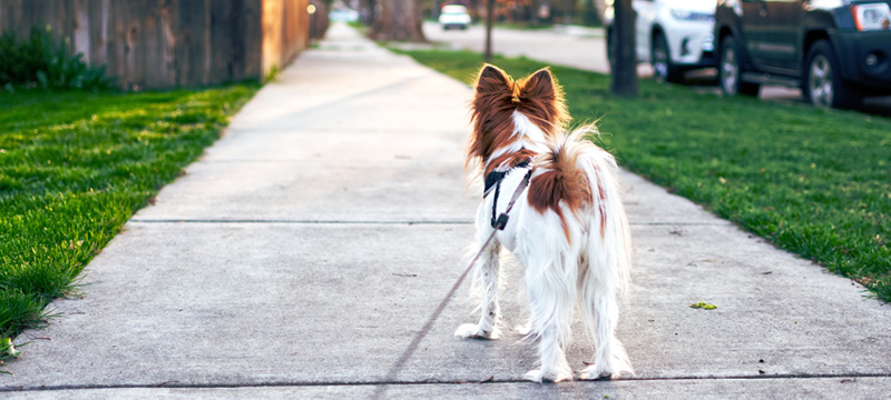 Dog walking in public | Healthy Critters Radio