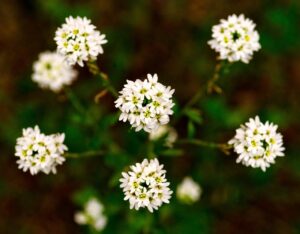 hoary alyssum