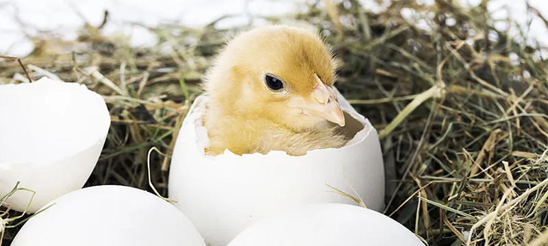 Healthy Critters #196: Manure, Connective Tissues, Hatching Chicks