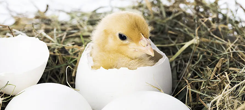 What your horse’s poop can tell you, the magic of hatching baby chickens, Tigger’s musings on being on stall rest for injury recovery