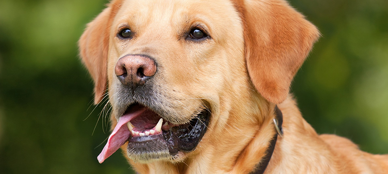 Healthy Critters #197: Reading Your Horse, Collagen for Connective Tissue, Labrador Retrievers