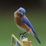 Blue bird and wild bird habitats | Healthy Critters Radio